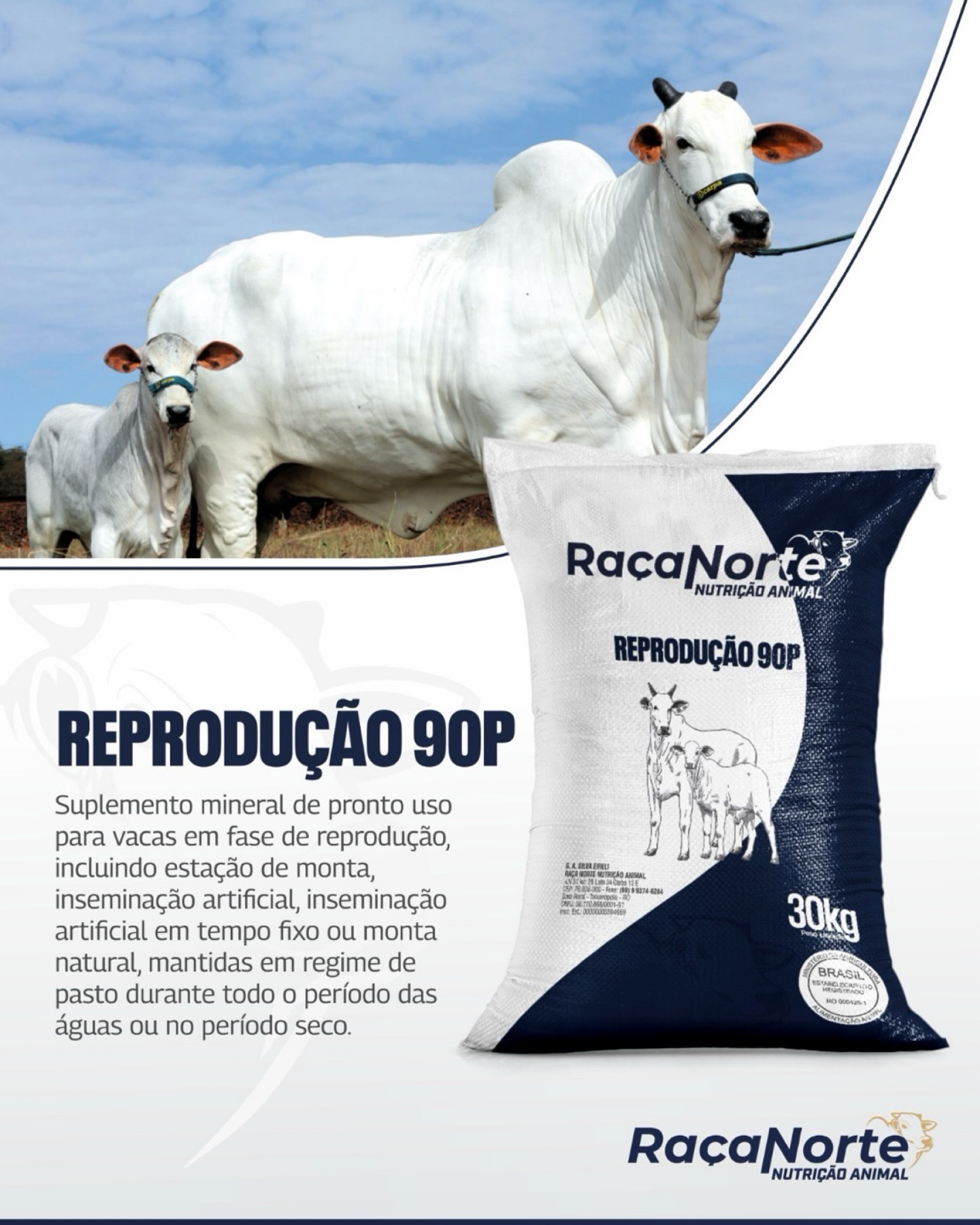 Gado acompanhado pela Raça Norte